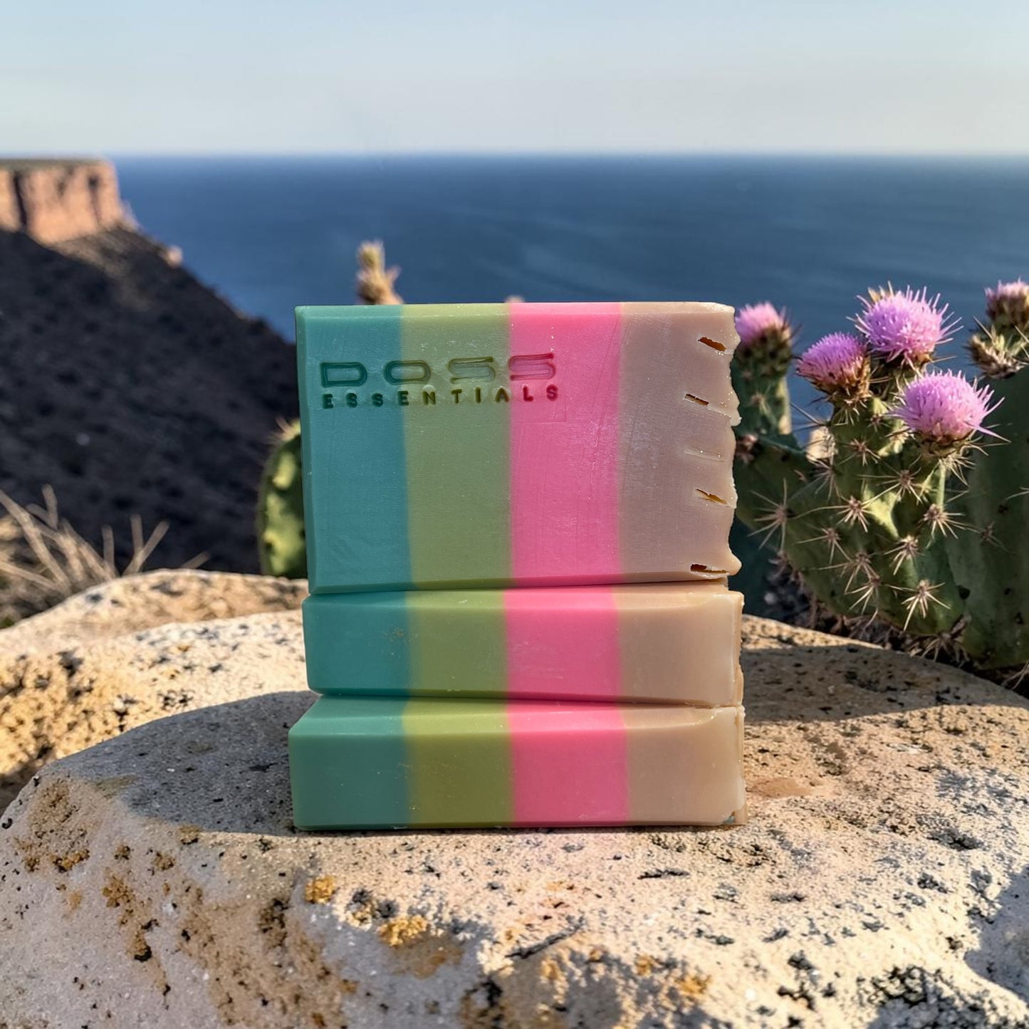 Baja Cactus Blossom